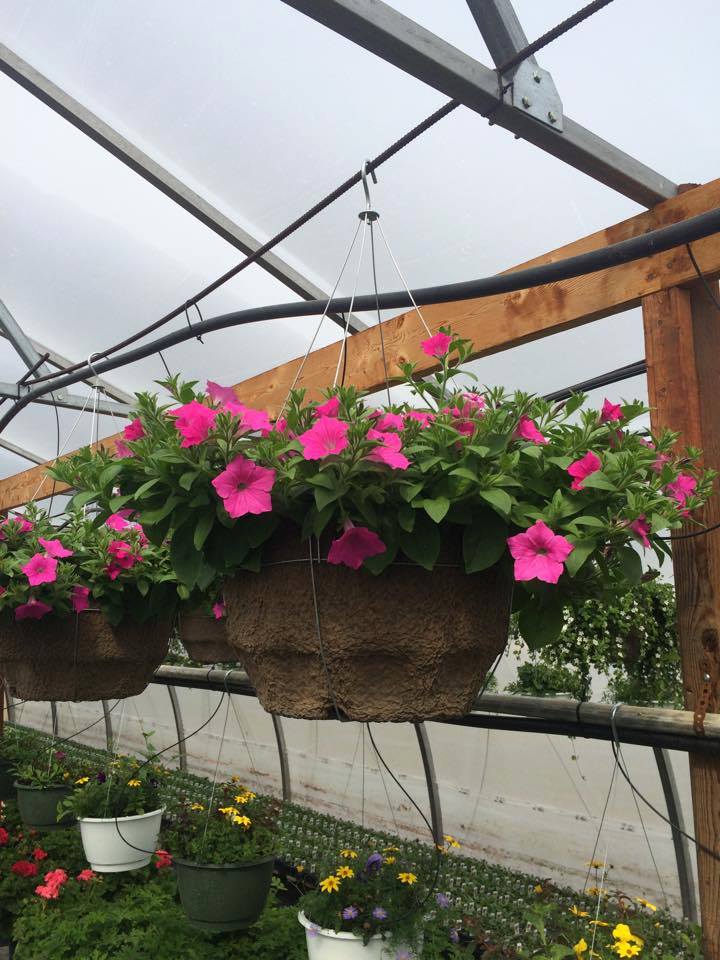 Van Roodes Greenhouses - Your local grower
